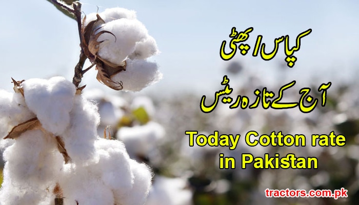 Cotton Price Phutti rate in Pakistan 2020