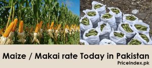 maize price in pakistan